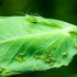 Lisne uši na grašku: kako se riješiti, kako obraditi, narodni lijekovi, posljedice, fotografija